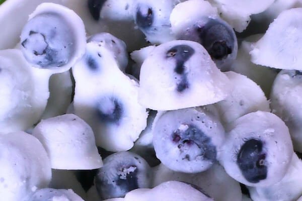 High Protein Food to be Eaten after Post-Workout - Blueberry Yogurt Protein Bites 